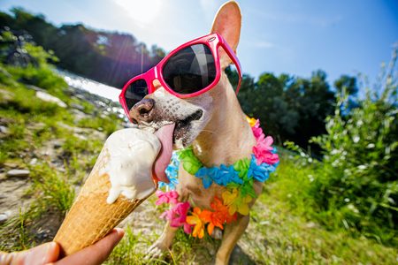 Illustratie voor: I scream ice cream: Ben & Jerry’s lanceert ijs voor honden 