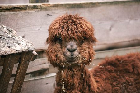 Illustratie voor: Wil je doen: je kunt nu op vakantie met alpaca’s (en het is mega cute)