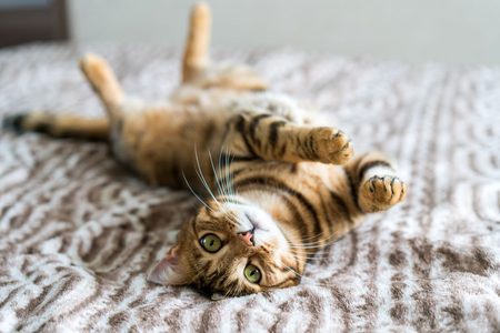 Illustratie voor: VIDEO: Deze kat heeft verlatingsangst en het is te lief voor woorden