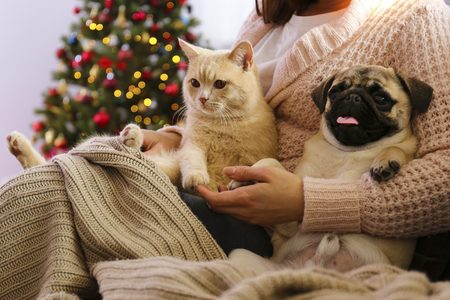 Illustratie voor: Dit zijn de leukste adventskalenders voor je hond