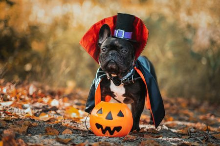 Illustratie voor: Te cute: deze huisdieren in halloweenoutfits