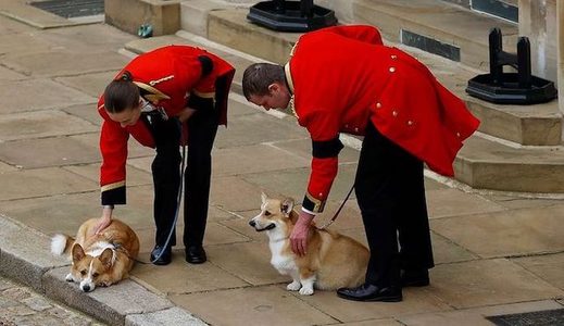 corgi-queen-elizabeth