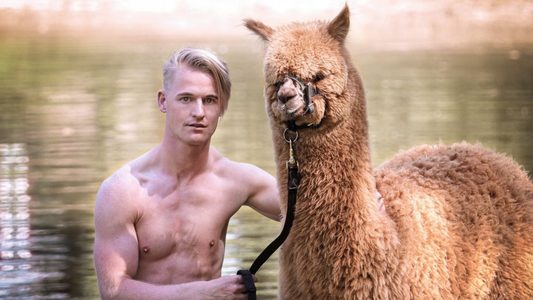 Illustratie voor: Lachen: er bestaat nu een kalender van knappe mannen mét Alpaca’s