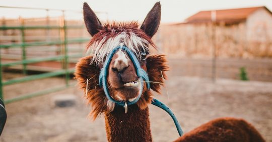 Illustratie voor: Je kunt nu op ‘Feed en Greet’ met alpaca’s en dit is waarom je dat wil (+WIN)