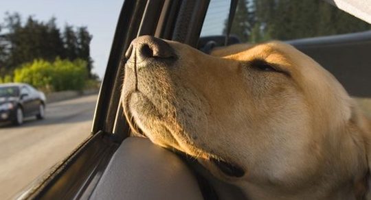hond-vakantie