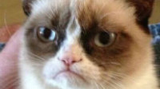 Illustratie voor: 20 grumpy cat momenten