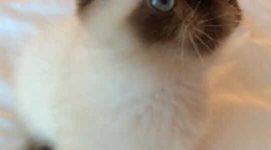 Illustratie voor: Meet de nieuwe Grumpy Cat!