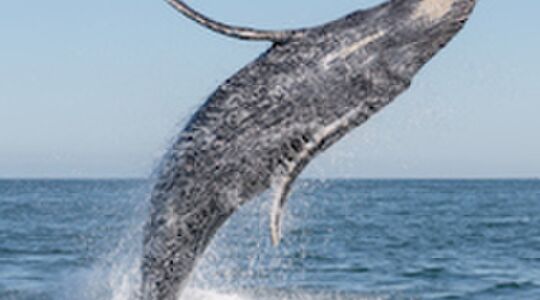 Illustratie voor: Alarm: bizarre challenge loopt snel razendsnel uit de hand in Nederland