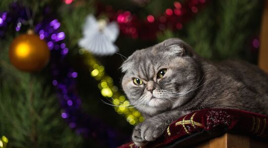 Illustratie voor: Hilarisch: Er is nu ook een adventskalender voor mensen die Kerstmis haten