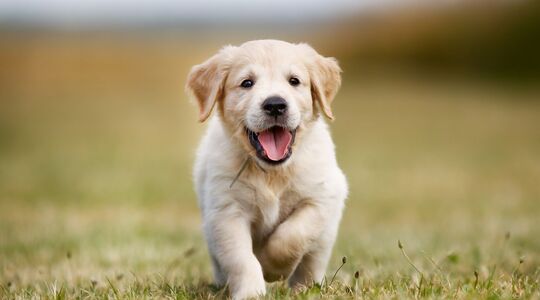 Illustratie voor: Droombaan: gastgezinnen gezocht voor deze KNGF puppy’s