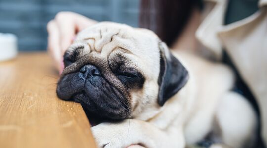 Illustratie voor: Yay! In deze Nederlandse stad opent het allereerste pug café