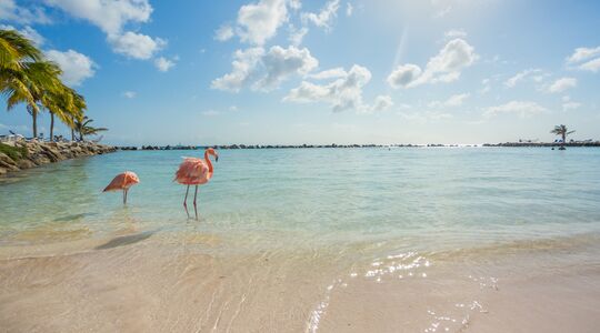 Illustratie voor: WIN: een reis naar Aruba of Bonaire in één simpele stap