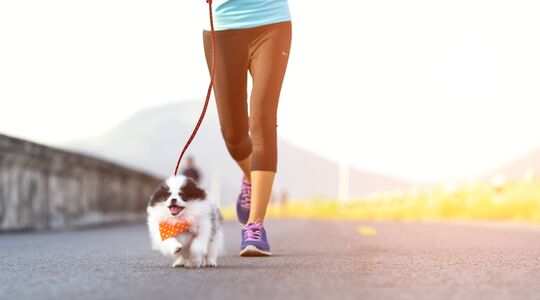 Illustratie voor: Hilarisch: Er bestaat nu een fitness-app voor je hond