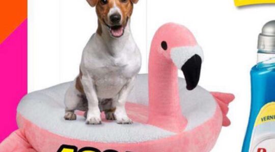 Illustratie voor: Dit flamingo-kussen móet jouw hond hebben