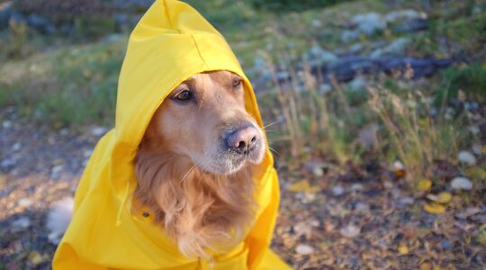 Illustratie voor: OMG! HEMA verkoopt nu regenjassen voor je hond