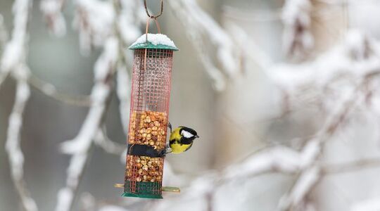 Illustratie voor: 5 x tips voor een sfeervolle wintertuin