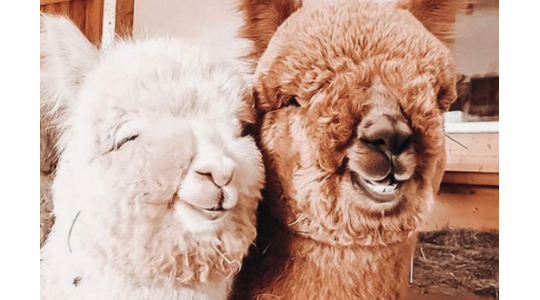 picknicken-met-alpaca's