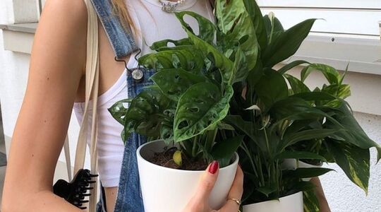 plantenpot-tampon