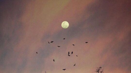 Maan in roze lucht met vogels die eromheen vliegen.
