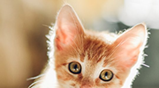 Illustratie voor: 14 redenen waarom meiden met een kat het beste datemateriaal zijn