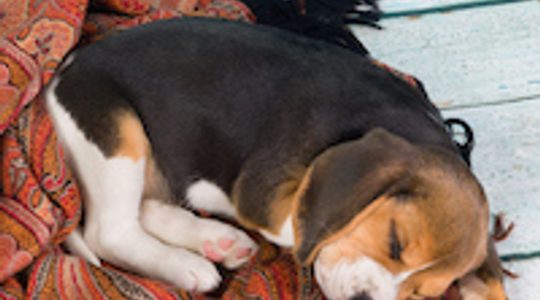 Illustratie voor: 11 dingen over honden die jij nog niet wist