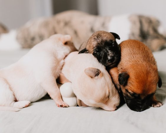 FOLLOW: 6x Instagram accounts van de meest schattige honden