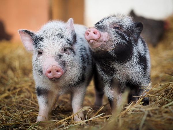 VIDEO: deze schattige varkentjes racen tegen elkaar in League of Pigs