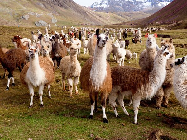 OMG: In Duitsland kun je nu overnachten tussen 100 alpaca&rsquo;s
