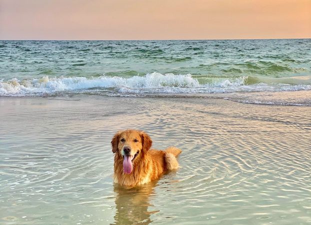 Meant to be: dit is je teken om een golden retriever te nemen