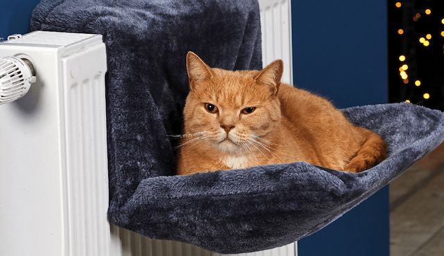 Miauw! Aldi verkoopt nu een kattenhangmat voor een prikkie