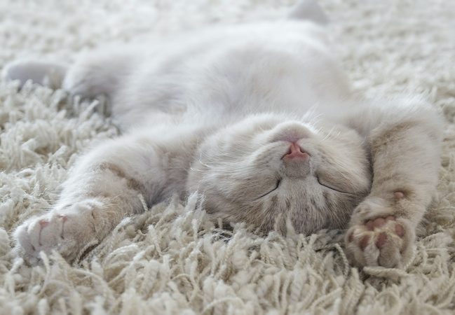 9x foto&rsquo;s van katten in gekke (bijzondere) posities