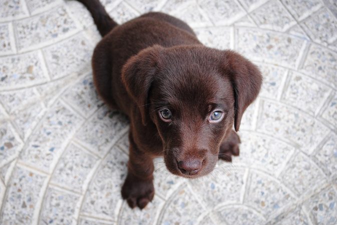 Dit is waarom kijken naar schattige dieren gezond is