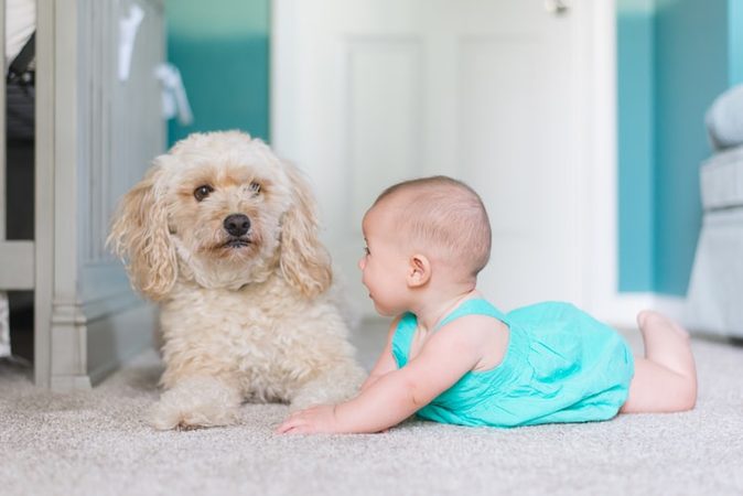 VIDEO: cute! deze puppy en baby groeien samen op en zijn beste vrienden