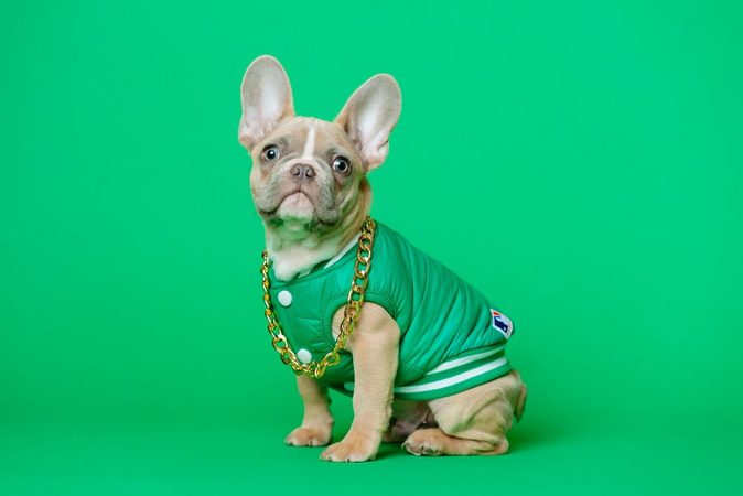 Fluf no more: 7 x de leukste Instagram accounts van dieren