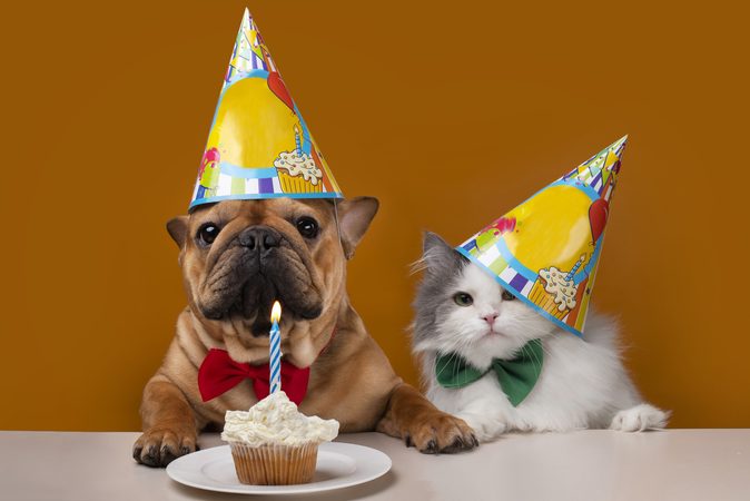 Dierendag: 8 tips om je huisdier blij te maken vandaag