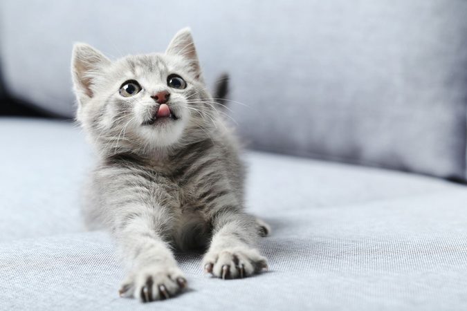 Deze tekenen wijzen er op dat jij een echt kattenvrouwtje bent
