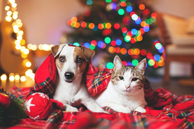 T&eacute; cute: Action verkoopt adventskalenders voor huisdieren