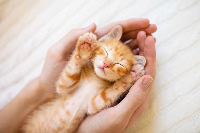 Cuteness overload: deze schattige dieren video&rsquo;s maken jou binnen no-time happy