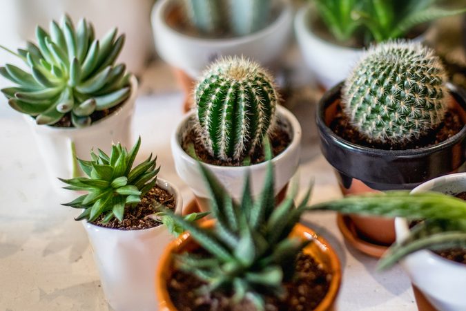 Deze kerstboom gemaakt van vetplantjes is h&eacute;&eacute;l cute voor de komende kerstdagen