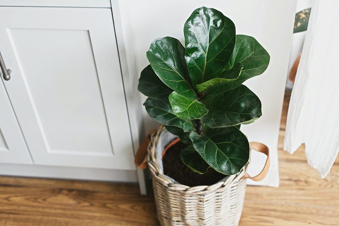 Lidl verkoopt deze week prachtige kamerplanten (voor een prikkie)