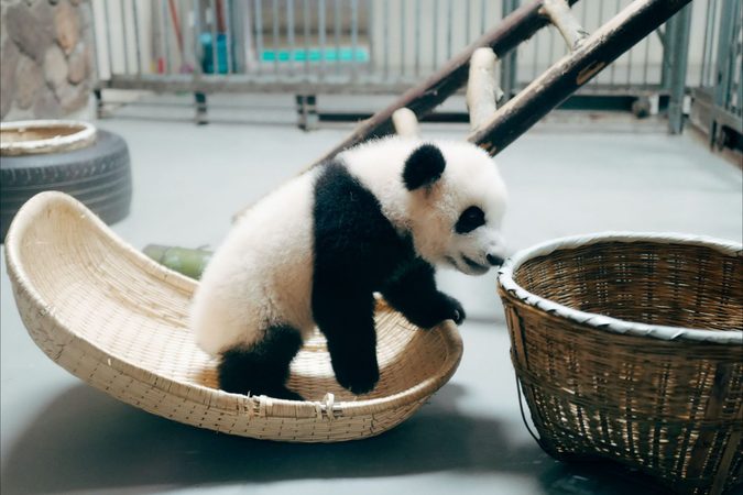 Cute! Als jij deze schattige dieren video&rsquo;s hebt gezien is jouw slechte humeur verdwenen