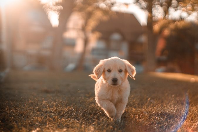 VIDEO: deze vrouw voelt zich een puppy en haar vriend accepteert haar volledig