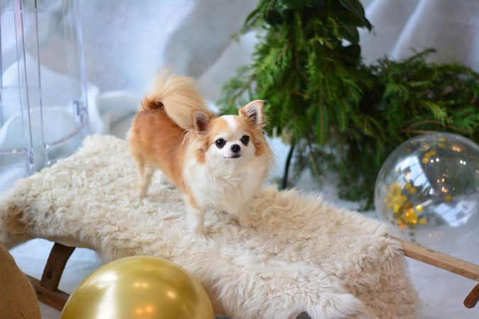 Not so cute! Deze chihuahua wil je niet aaien
