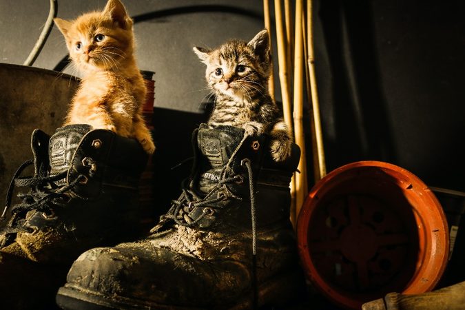 Dit is waarom katten graag op je schoenen gaan zitten
