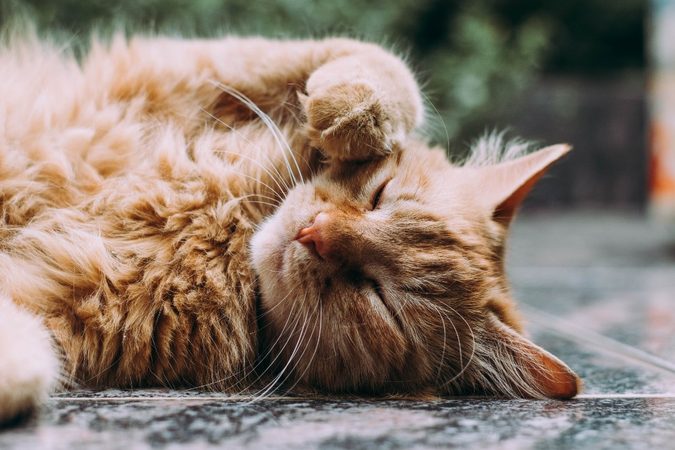 Catlovers opgelet: Hema verkoopt een speciaal kattenhuis voor je pluizige vriendje