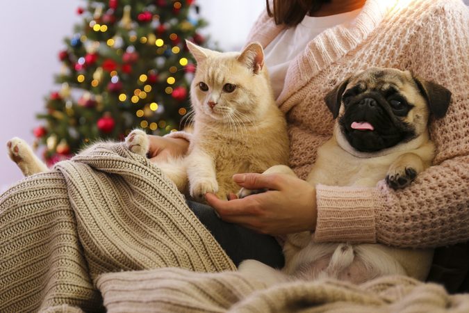 Dit zijn de leukste adventskalenders voor je hond