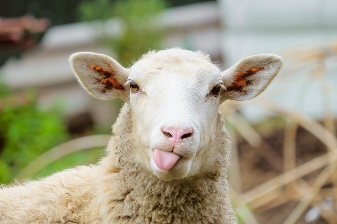 Hottie alert: op TikTok zit de knapste boer en schapenherder ever