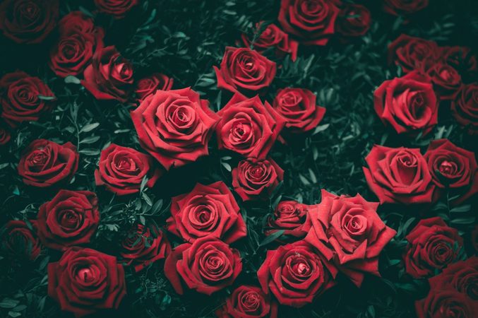 Rozen geven met Valentijn? Dit betekenen de verschillende kleuren