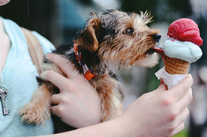 Wil je maken: dit zijn de lekkerste ijsrecepten voor je hond