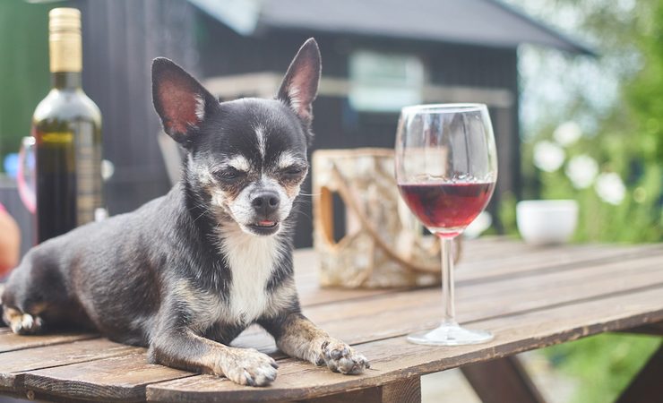 Hoe leuk? Bij ALDI koop je heerlijke wijn voor honden